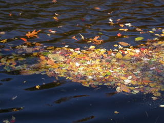 Autumn leaves on the Charles