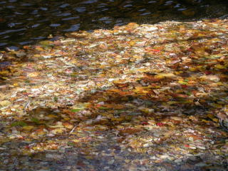 Autumn leaves float on the Charles